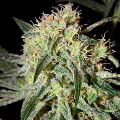 Damn Sour > Green House Seed Company | Feminisierte Hanfsamen  |  Hybrid